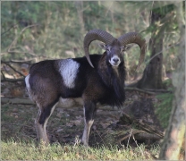<p>MUFLON (Ovis musimon) Šluknovsko - Harta /Mouflon - Mufflon/</p>